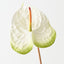 Anthurium (Set of 6 )