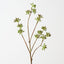 Eucalyptus Seed Spray (Set of 12 )
