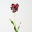 Parrot Tulip (Set of 12 )