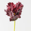 Parrot Tulip (Set of 12 )