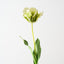 Parrot Tulip (Set of 12 )
