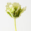 Parrot Tulip (Set of 12 )