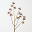 Eucalyptus Seed Spray (Set of 12 )