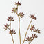Eucalyptus Seed Spray (Set of 12 )