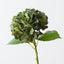Hydrangea