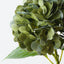 Hydrangea