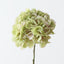Hydrangea w/o Leaf