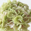 Hydrangea w/o Leaf