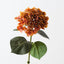 Hydrangea