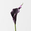 Calla Lily