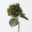 Hydrangea