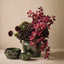 Hydrangea