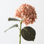 Hydrangea