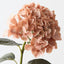 Hydrangea