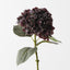 Hydrangea
