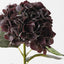 Hydrangea
