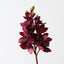 Cymbidium Orchid