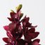 Cymbidium Orchid