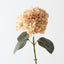 Hydrangea