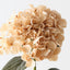 Hydrangea
