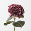 Hydrangea