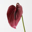 Anthurium (Set of 12)