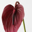 Anthurium (Set of 12)