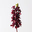 Cymbidium Orchid
