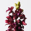 Cymbidium Orchid