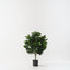 Ficus Tree