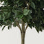 Ficus Tree