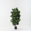 Ficus Tree