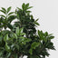 Ficus Tree