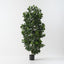Ficus Tree