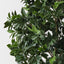 Ficus Tree