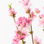 Cherry Blossom