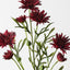 Gerbera Spray (Set of 12)