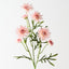 Gerbera Spray (Set of 12)