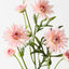 Gerbera Spray (Set of 12)