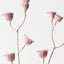 Mallow Seed Spray (Set of 12)