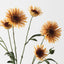 Daisy Spray (Set of 12)