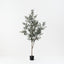 Olive Tree (w/o fruit)
