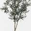 Olive Tree (w/o fruit)