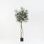 Olive Topiary Tree (w/o fruit)