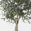 Olive Topiary Tree (w/o fruit)