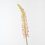Foxtail Lily (Set of 12)