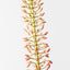 Foxtail Lily (Set of 12)