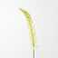 Foxtail Lily (Set of 12)