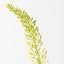 Foxtail Lily (Set of 12)