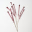 Lepidium Spray (Set of 12)